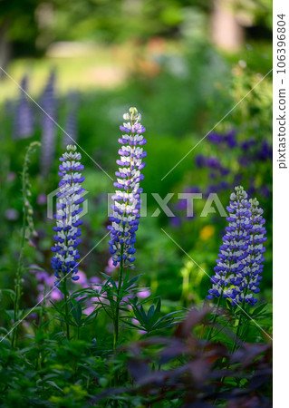 Russell Lupin（札幌中島公園）_8812 106396804