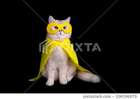 Cat in a yellow superhero costume, sits on black background Cat in a yellow superhero costume, sits on black background 106396879