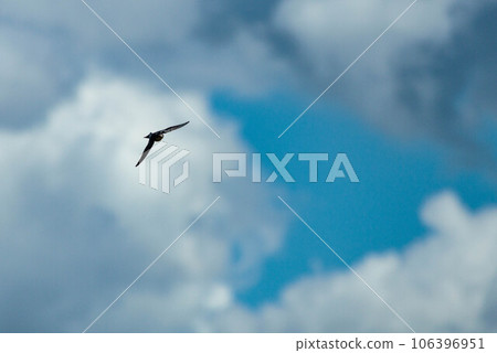 燕子在天空中飛翔 燕子在天空中飛翔 106396951