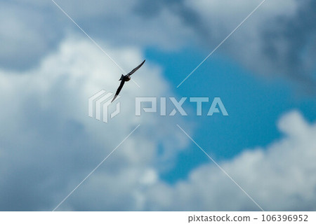 燕子在天空中飛翔 106396952