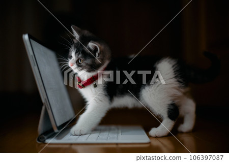 cat looking at tablet cat looking at tablet 106397087