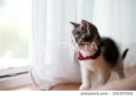 Kitten in the window side 106397088