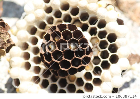 黃蜂巢和幼蟲 106397114