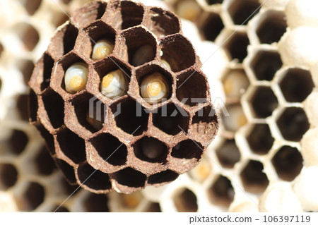 Wasp nest and larvae 106397119
