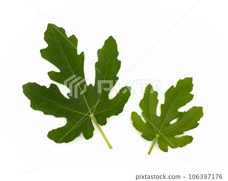 無花果葉太子 106397176