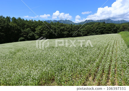 A buckwheat field on Togakushi Plateau in full bloom with white flowers A buckwheat field on Togakushi Plateau in full bloom with white flowers 106397331