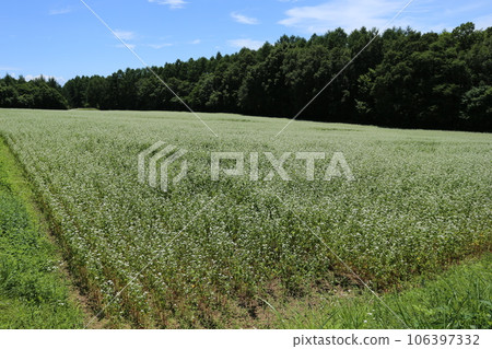 A buckwheat field on Togakushi Plateau in full bloom with white flowers A buckwheat field on Togakushi Plateau in full bloom with white flowers 106397332