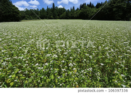 戶隱高原的蕎麥田裡盛開著白色的花朵 戶隱高原的蕎麥田裡盛開著白色的花朵 106397336