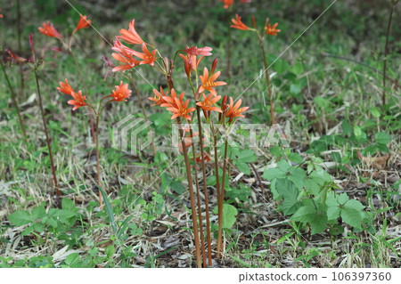 橙色狐剃刀，石蒜科植物，夏末開花 106397360