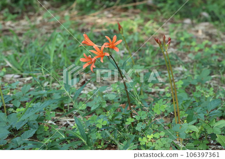 橙色狐剃刀,石蒜科植物,夏末開花 橙色狐剃刀,石蒜科植物,夏末開花 106397361