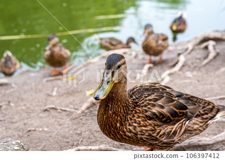 Anas platyrhynchos. Mallard ducks resting on a lake coast. Anas platyrhynchos. Mallard ducks resting on a lake coast. 106397412
