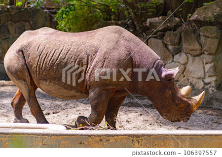 Ueno Zoo's Rhinoceros 106397557