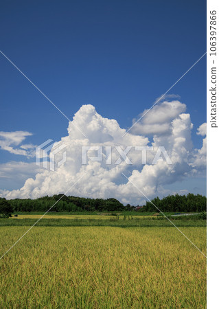 夏季鄉村景觀稻穗和積雨雲 106397866