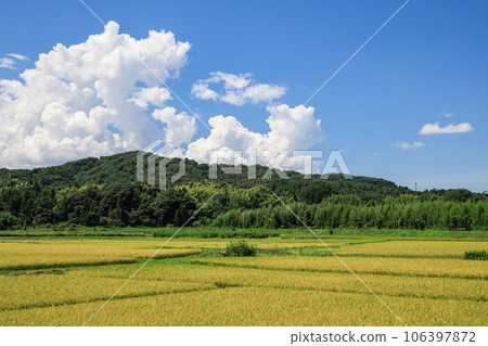 夏季鄉村景觀稻穗和積雨雲 106397872