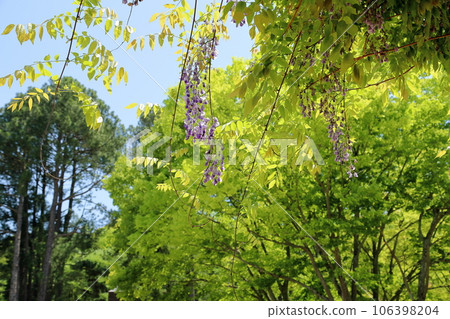 Wisteria flowers 106398204