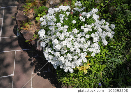 伊比利亞花盛開 106398208