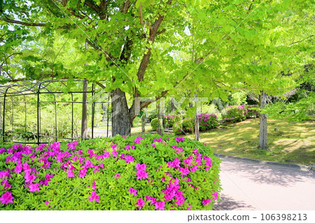 清新的桂葉 106398213