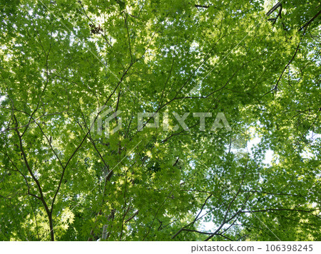 Green shade Young leaves of Japanese maple 106398245