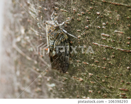 Cicadae, small cicada, Cicada cicada 106398293