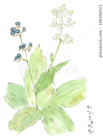 夏秋植物,Yabumyoga 白花和藍色漿果的水彩插圖 夏秋植物,Yabumyoga 白花和藍色漿果的水彩插圖 106398421