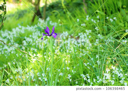 鳶尾花開始綻放 106398465