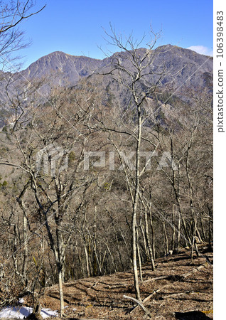 The main Tanzawa main line seen from the forest at the summit of Teppozawa-no-kashira in Tanzawa 106398483