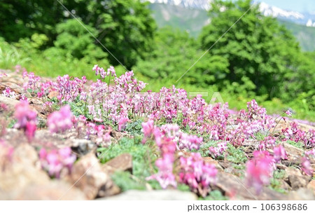 Crown of Cumkusa 106398686