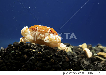 有毒的螃蟹,海蟹,螃蟹,甲殼類動物,有毒的螃蟹,躲在岩石下的螃蟹 有毒的螃蟹,海蟹,螃蟹,甲殼類動物,有毒的螃蟹,躲在岩石下的螃蟹 106398718