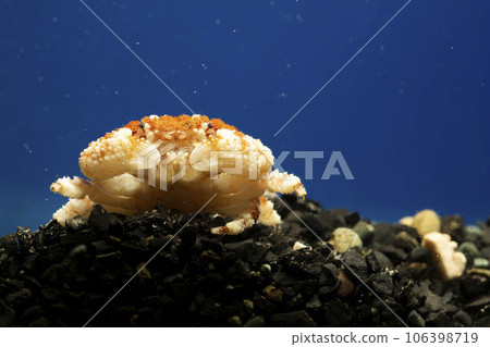有毒的螃蟹，海蟹，螃蟹，甲殼類動物，有毒的螃蟹，躲在岩石下的螃蟹 106398719