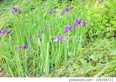 鳶尾花開始綻放 106398721