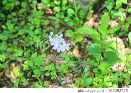 哈納花花 106398725