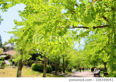 清新的桂葉 106399041