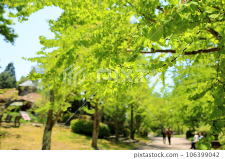 清新的桂葉 清新的桂葉 106399042