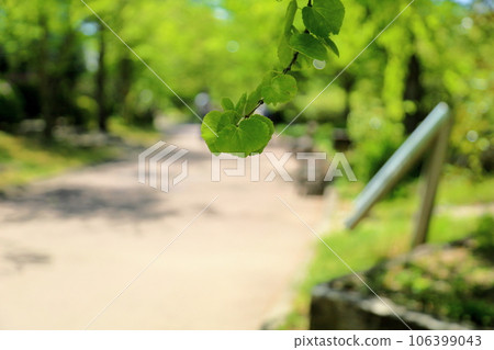 清新的桂葉 106399043