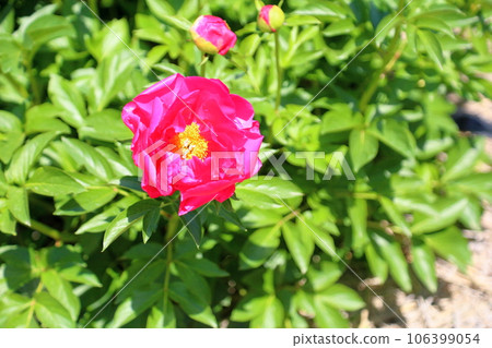 Button flower in full bloom 106399054