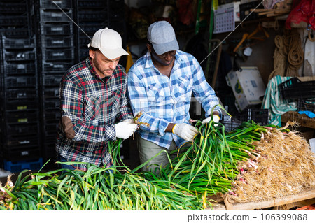 Men processing young garlic in warehouse 106399088