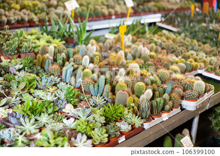 Rows of various cactus and succulents at flower market Rows of various cactus and succulents at flower market 106399100