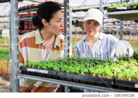 Female farmers arranging trays with tomato seedlings in greenhouse 106399186