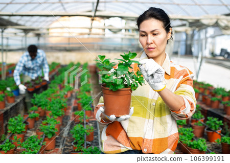 Female horticulturist maintaining garden in hothouse 106399191