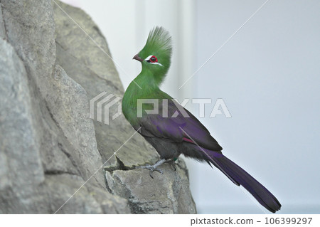 Guinea Eboshidori Guinea Eboshidori 106399297