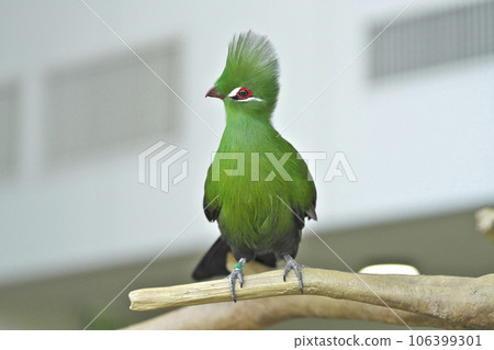 Guinea Eboshidori Guinea Eboshidori 106399301