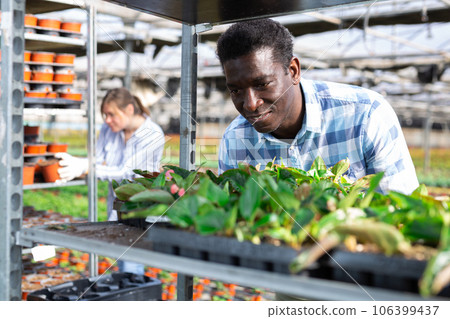 Satisfied man looks at the grown seedlings in greenhouse 106399437