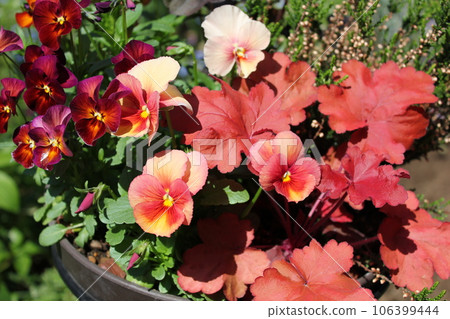 Group of red heuchera and pansies 106399444