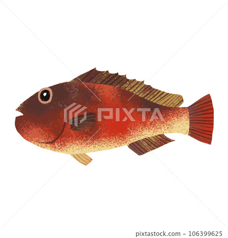 Parrotfish watercolor illustration 106399625