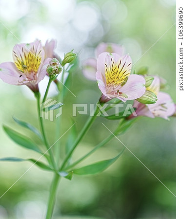 Ball Bokeh Front Bokeh Back Bokeh Beautiful Alstroemeria Flower Ball Bokeh Front Bokeh Back Bokeh Beautiful Alstroemeria Flower 106399690