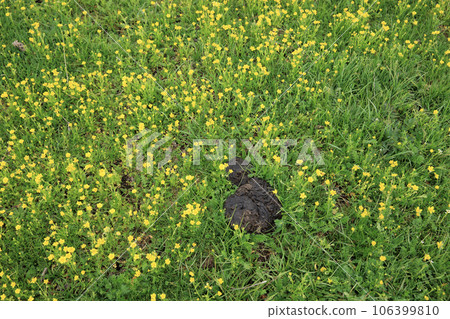 Blooming little flowers in high altitude grassland 106399810