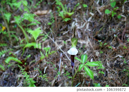 Yukimotsushifu花 106399872