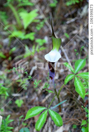 Yukimotsushifu花 106399873