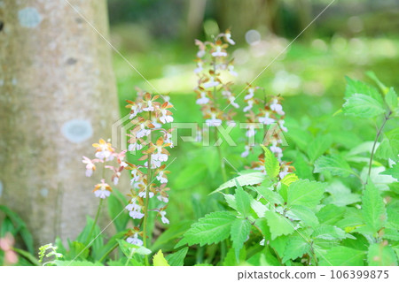 Ebine flowers in full bloom 106399875