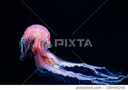 Glowing jellyfish floating gracefully in the water Glowing jellyfish floating gracefully in the water 106400260